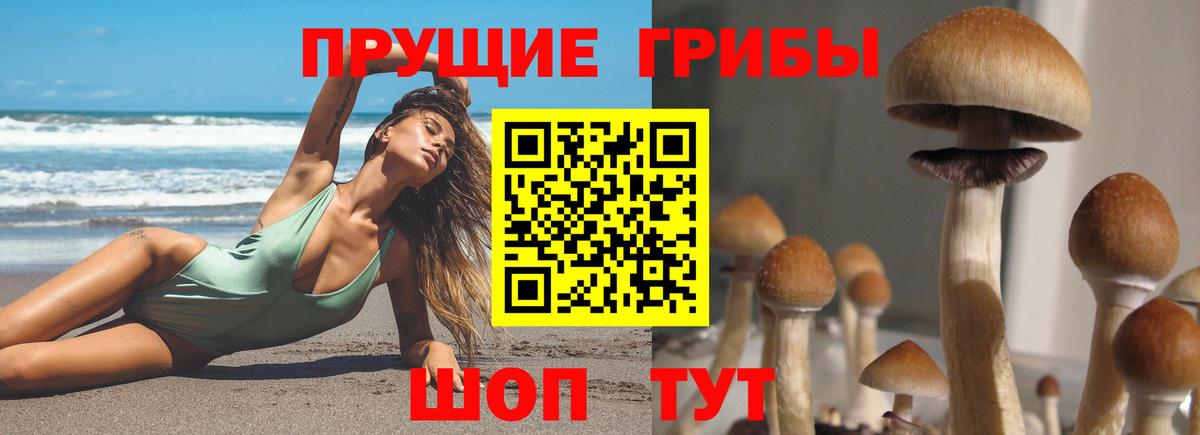 Новошахтинск  купить   Вход с VPN  Галлюциногенные грибы Magic Shrooms 